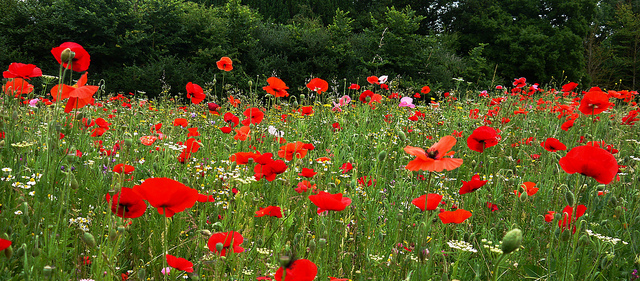 9512625881_a18a1a4aa9_z