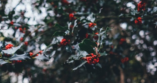 Dipping Deep into Joy